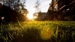 3d обои Городская трава на рассвете  солнце