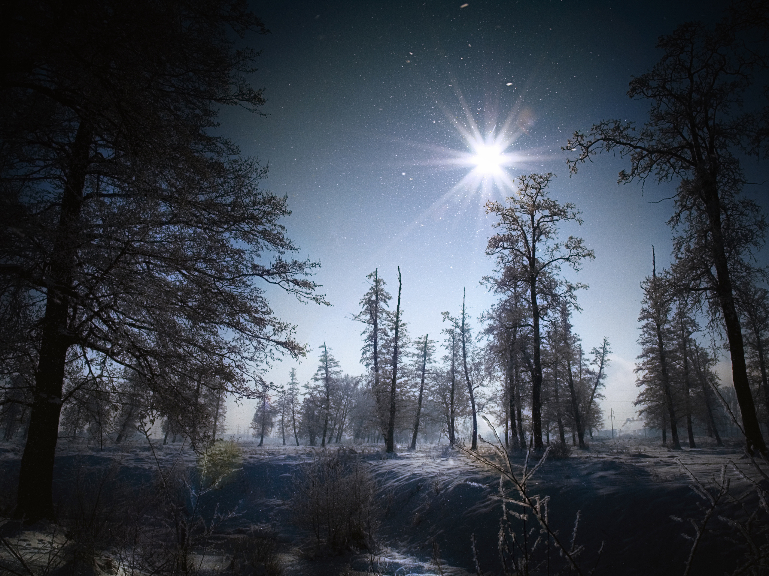 3d обои Зимний лес ночью под звездным небом  лес # 49454