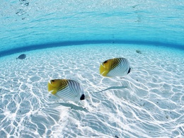 3d обои Рыбки в океане  подводные