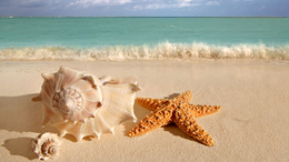 3d обои Красивые ракушки и морская звезда на берегу  море