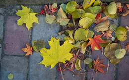 3d обои Листья на асфальте  листья
