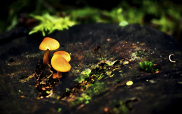 3d обои Жёлтые грибы  макро
