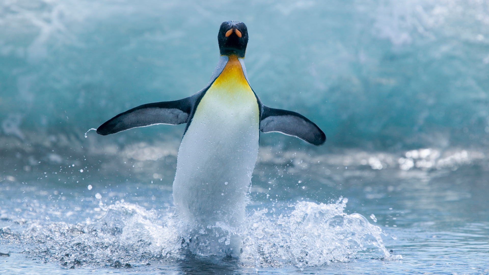 3d обои Пингвин в воде  капли # 44346