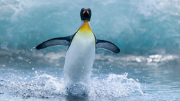 3d обои Пингвин в воде  птицы