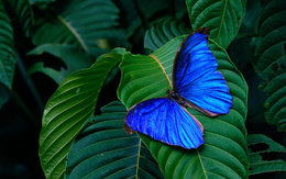 3d обои Яркая синяя бабочка  листья