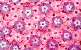 3d обои Текстура из розовых и сиреневых цветов  текстуры