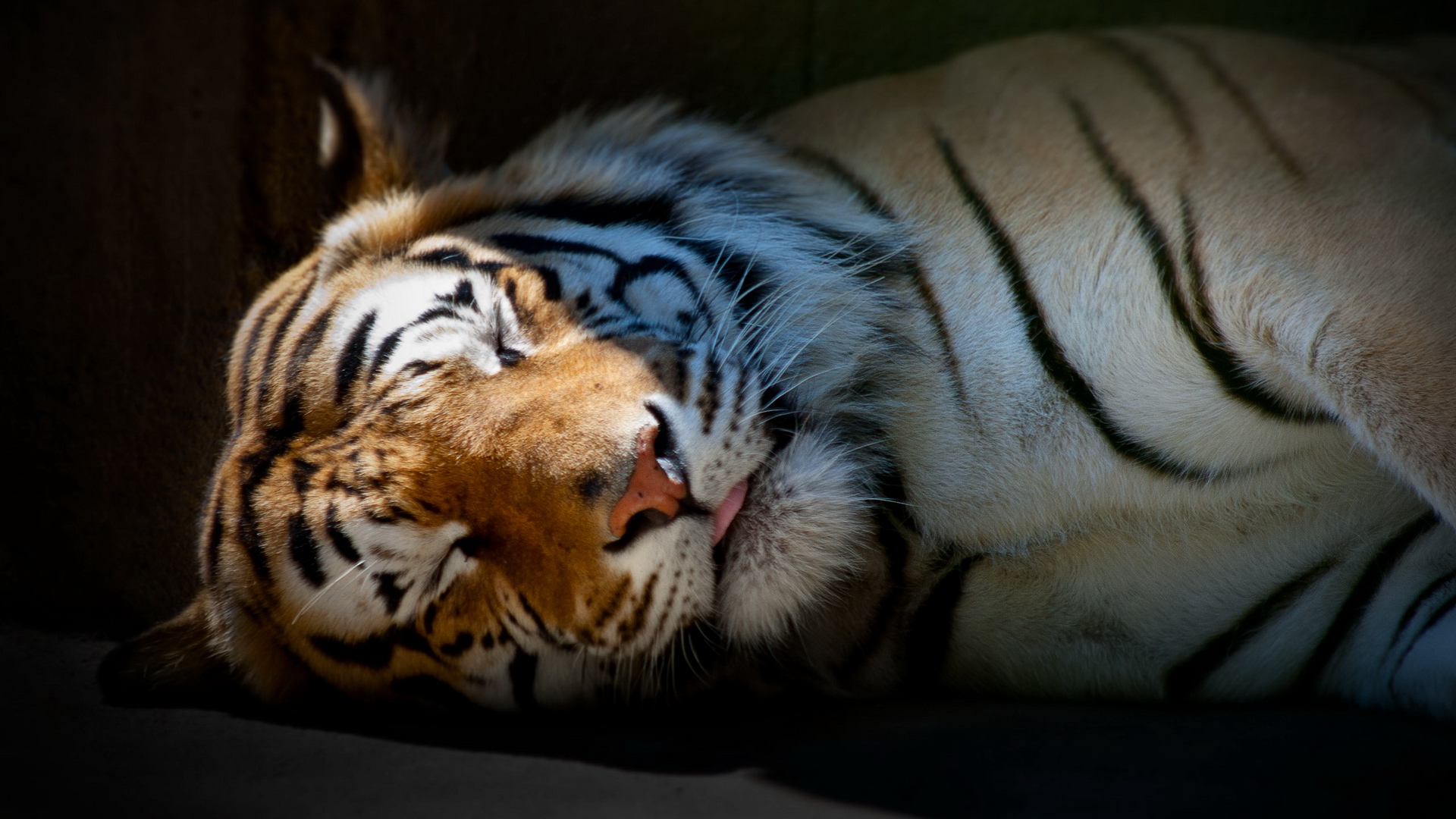 3d обои Спящий тигр  тигры # 83277