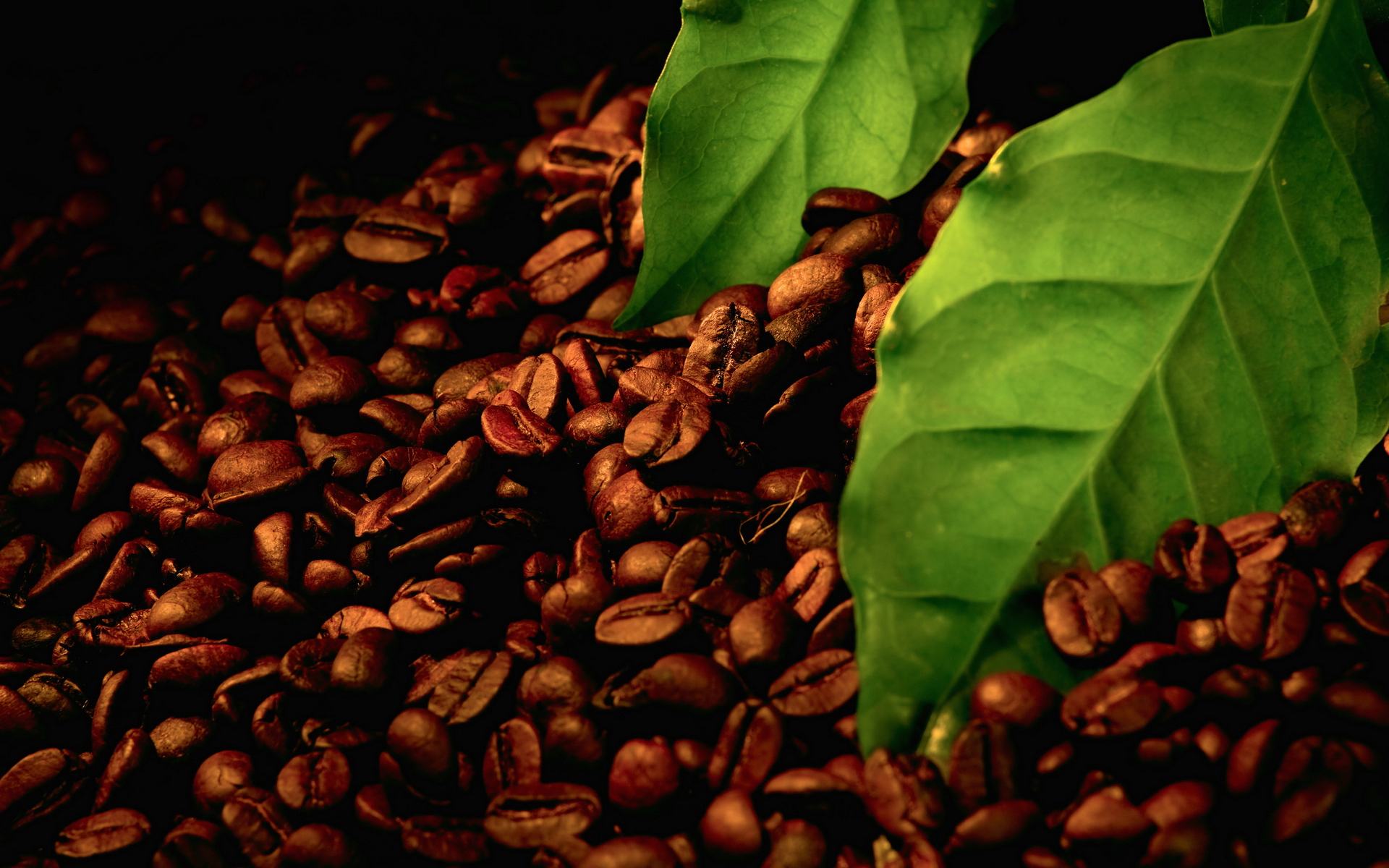 3d обои Зёрна кофе и листья  листья # 50858