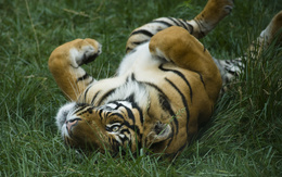 3d обои Тигр катается по траве  тигры