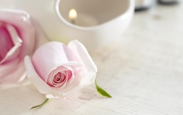 3d обои Роза нежного розового цвета  лежит рядом со свечей  цветы