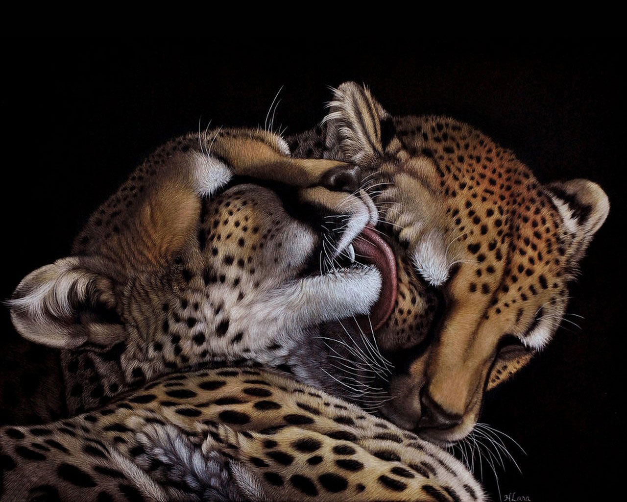 3d обои Пара леопардов  леопарды # 49144