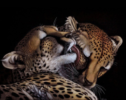 3d обои Пара леопардов  леопарды