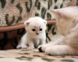 3d обои Белый котенок и его мама  животные