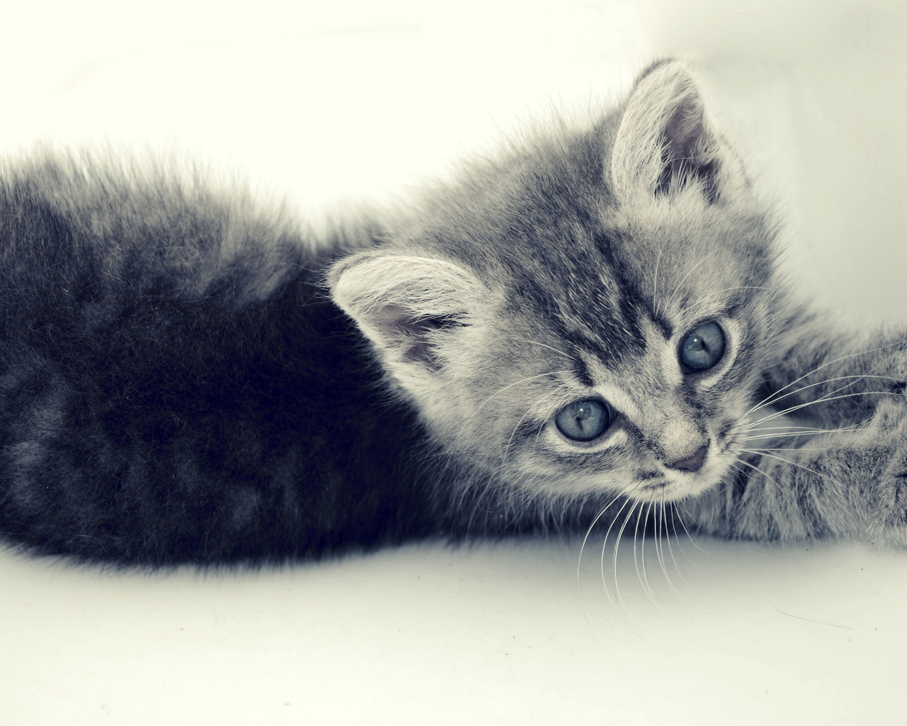 3d обои Серый котенок с голубыми глазами  кошки # 45745