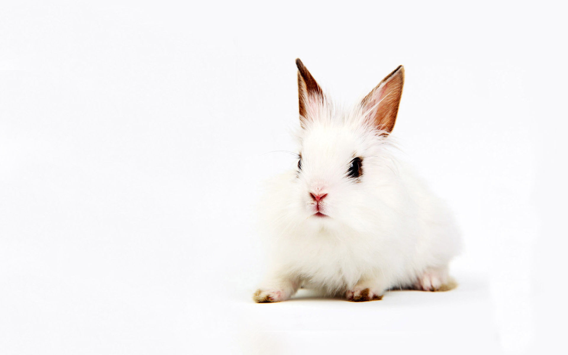 3d обои Белый кролик  кролики # 49061