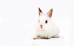 3d обои Белый кролик  кролики