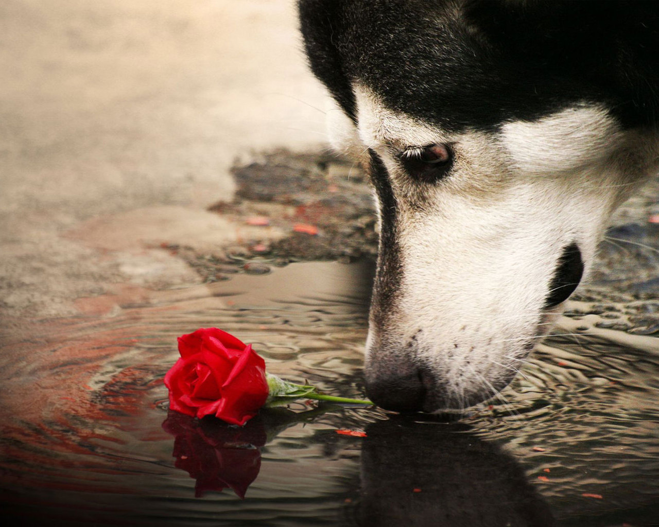 3d обои Собака нюхает розу в воде  собаки # 81245