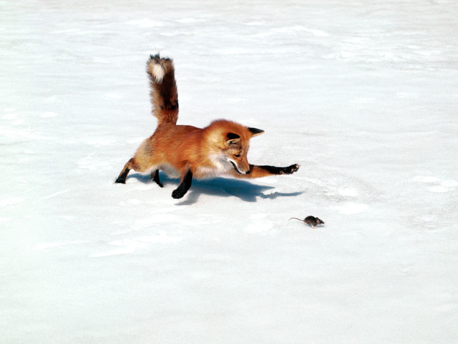 3d обои зимняя охота лисы на мышь  лисы # 51166