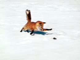 3d обои зимняя охота лисы на мышь  лисы