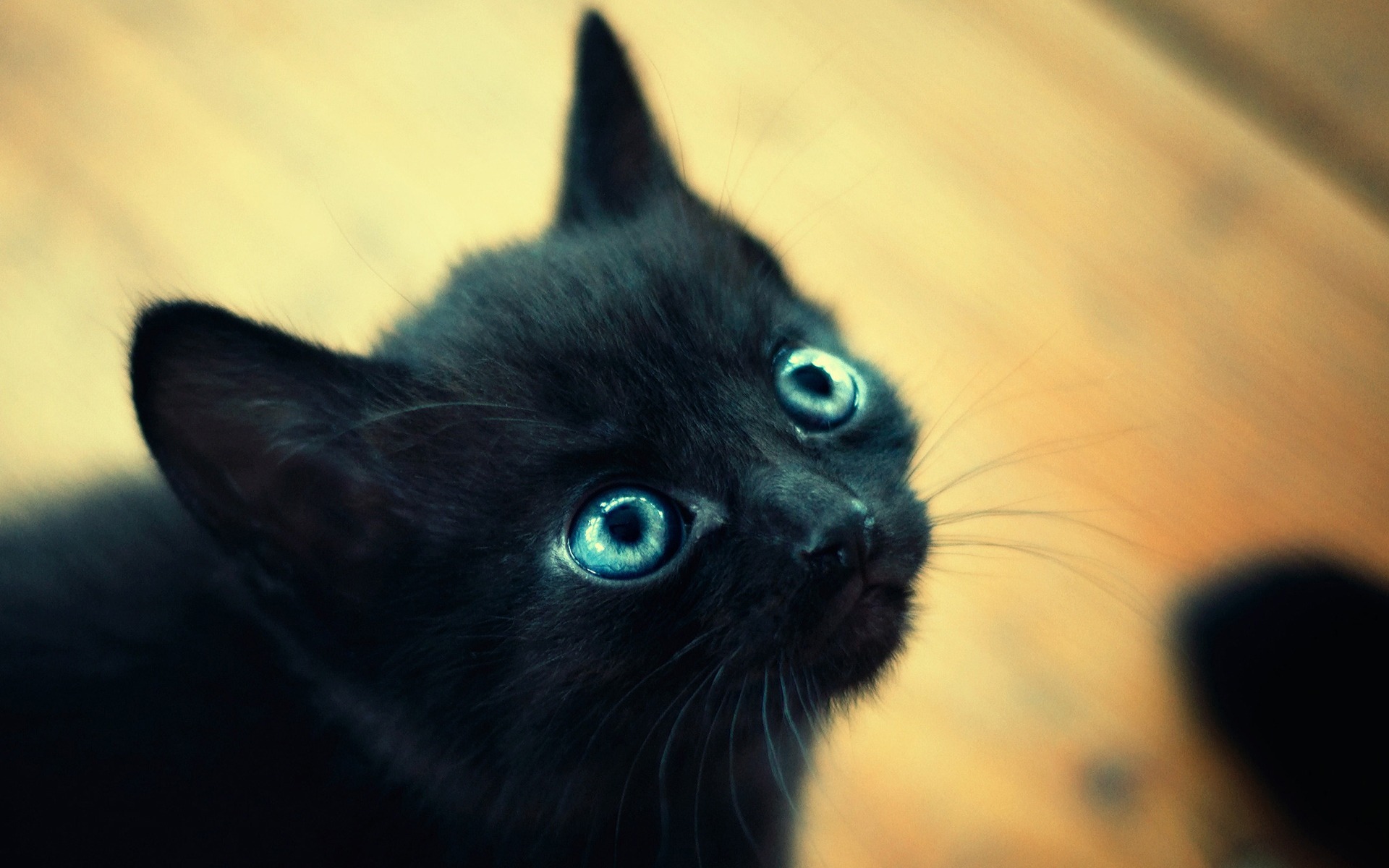 3d обои Любопытный котенок  глаза # 23674