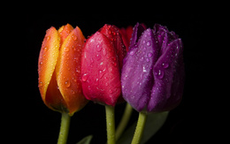 3d обои Разноцветные тюльпаны  позитив