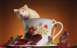 3d обои Любопытная крыса в чайной чашке  листья