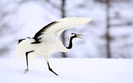 3d обои Цапля бежит по снегу  птицы
