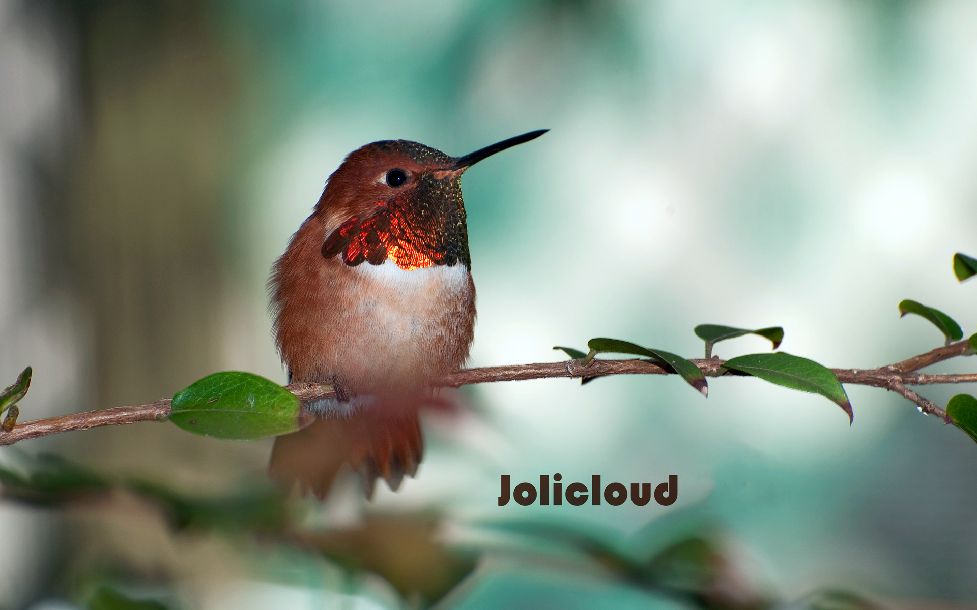 3d обои Крохотная пташка на ветке (jolicloud)  птицы # 75826