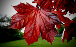 3d обои красные листья клёна крупным планом  макро