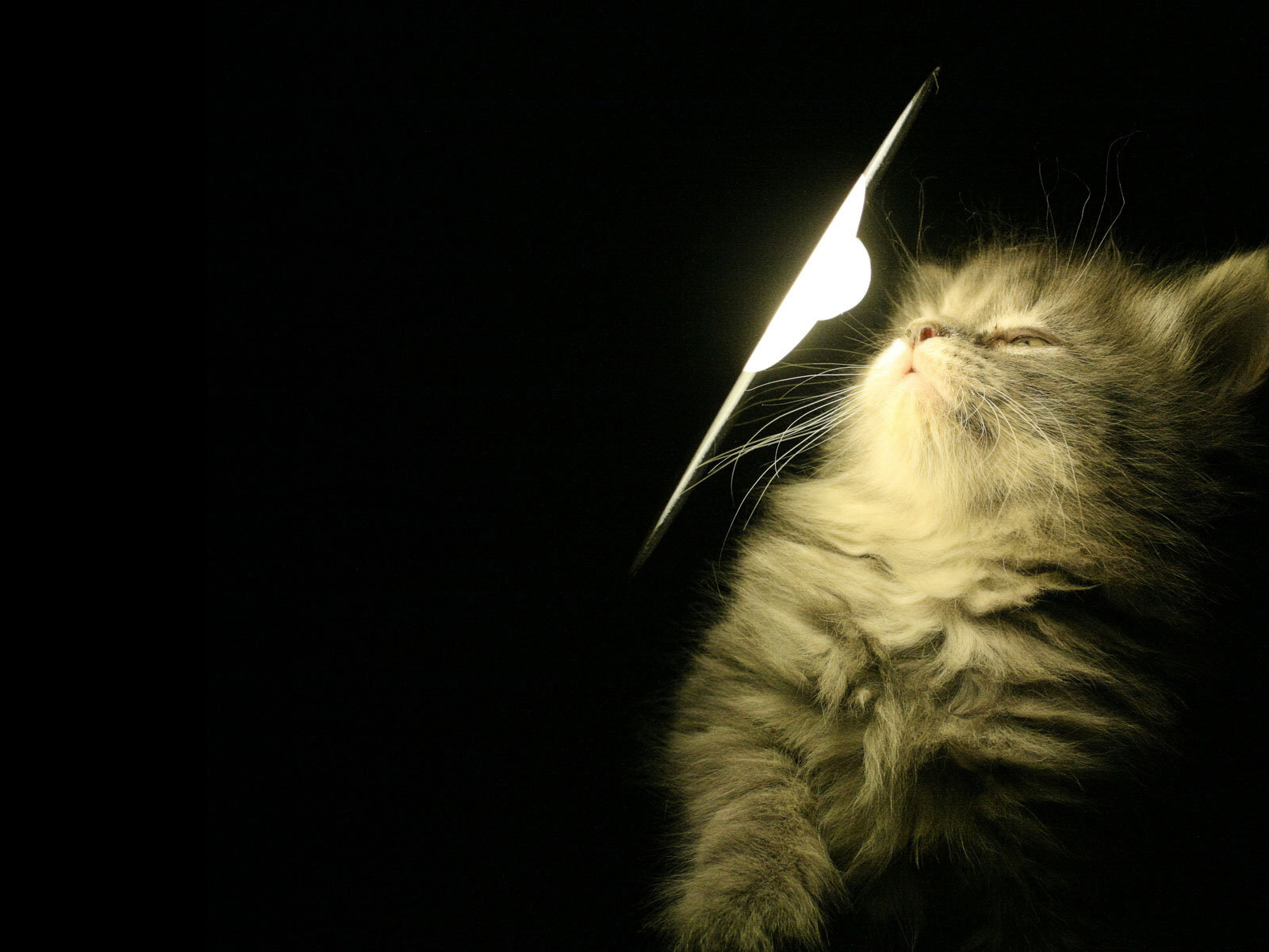 3d обои Пушистый котёнок и яркая лампа  кошки # 45731