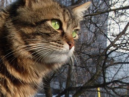 3d обои Кот с зелёными глазами  кошки