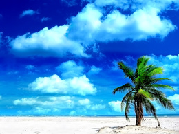 3d обои Одинокая пальма на пляже  деревья