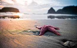 3d обои Морская звезда на песчаном берегу  море