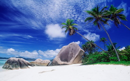 3d обои Пляж с пальмами  море