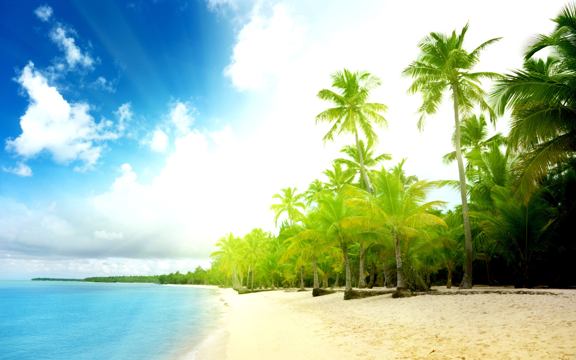 3d обои Прибрежные пальмы, залитые солнечным светом  солнце # 81713