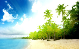 3d обои Прибрежные пальмы, залитые солнечным светом  деревья