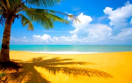 3d обои Пальма. Жёлтый песок на пляже.  море