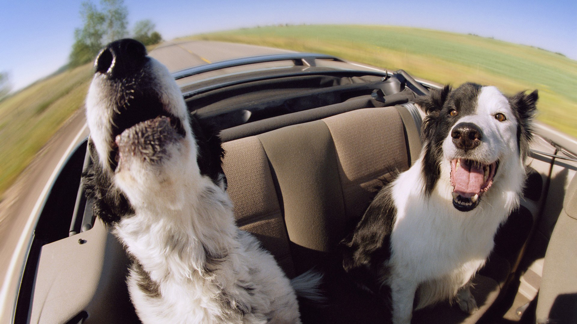 3d обои Две симпатичные собачки на заднем сиденьи  дороги # 35569