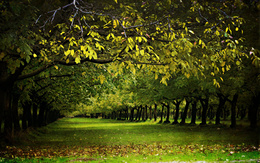 3d обои Аллея в парке ранней осенью  деревья