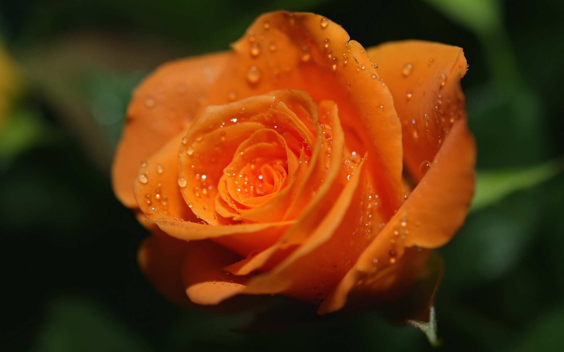 3d обои Оранжевая роза  капли # 44341