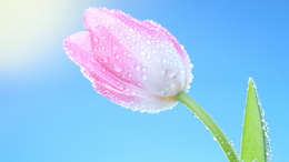 3d обои Розово-белые тюльпан на голубом небе  капли