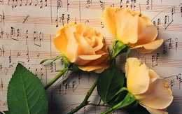 3d обои Жёлтые розы на нотном стане  цветы