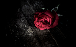 3d обои Красная роза  цветы
