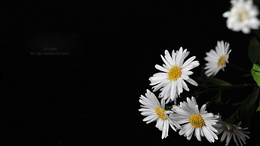 3d обои Ромашки на чёрном фоне (z3ir photo, All rights reserved to z3ir Dossari)  цветы