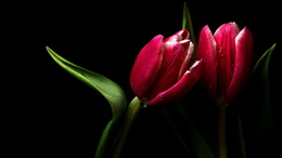 3d обои Тюльпаны на чёрном фоне  капли