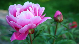 3d обои Розовые пионы  цветы