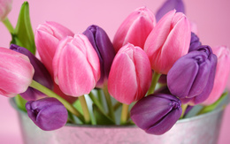 3d обои Розовые и лиловые тюльпаны  цветы