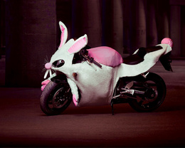 3d обои Мотоцикл в виде розового кролика  1280х1024
