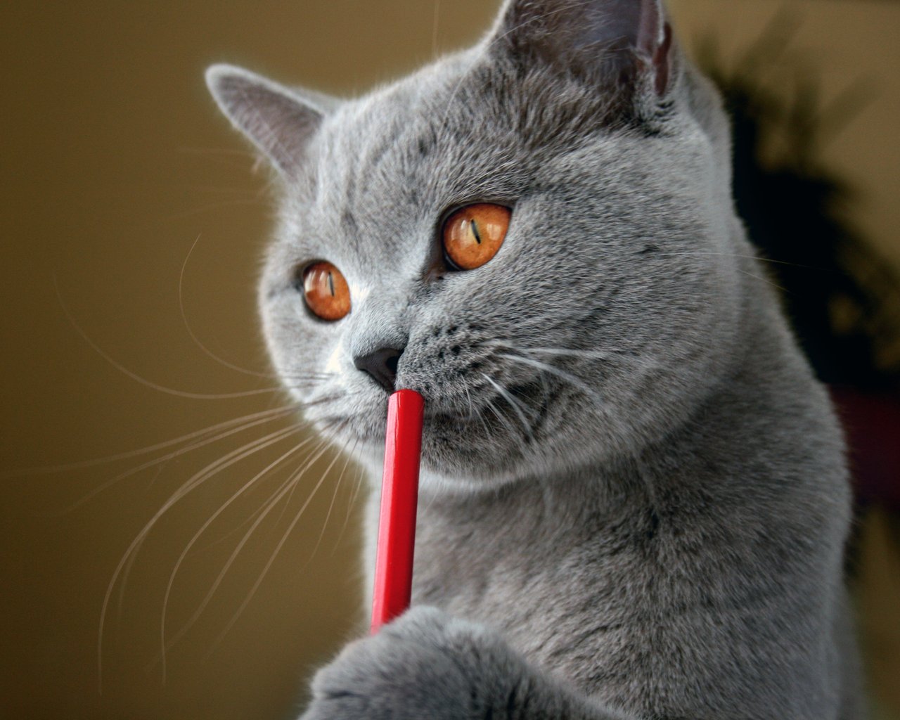 3d обои Серый кот пьет из трубочки  кошки # 45710