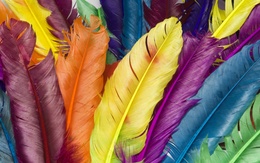 3d обои Разноцветные перья  позитив